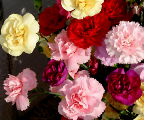 ผีเสื้อ (Dianthus) คละ / 100 เม็ด