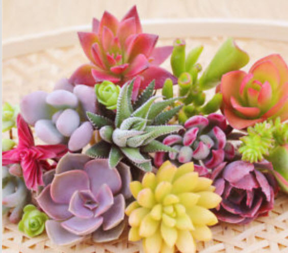 พืชอวบน้ำ (Succulents) คละ / 200 เม็ด