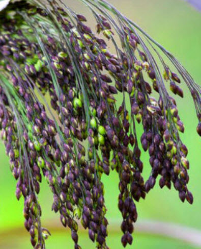 หญ้าหางหมาสีม่วง (Violet Panic Grass Millet) / 700 เม็ด (UK)