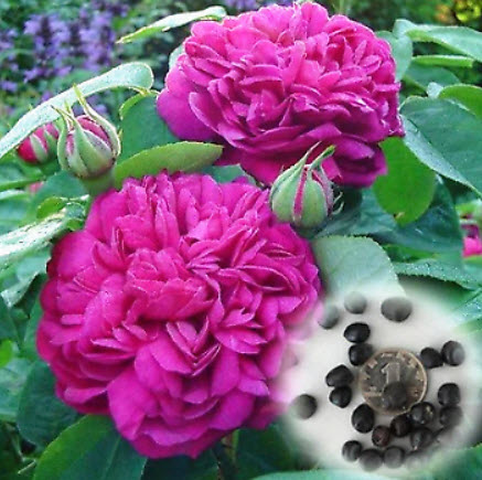 โบตั๋น (Peony) สีชมพูเข้ม / 10 เม็ด (China)