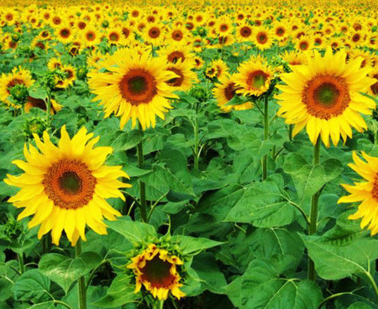ทานตะวันน้ำมัน (Oil sunflower) / ซอง 15 เม็ด (A135)