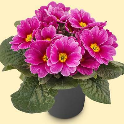 พริมูลา รอยัลตี้ พิ้งค์ (Primula Royalty Pink) / 50 เม็ด (Australia)