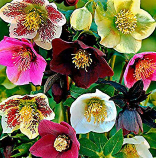 เฮเลบอร์ หรือเฮเลบอรัส (Helleborus Thibetanus) คละ / 100 เม็ด