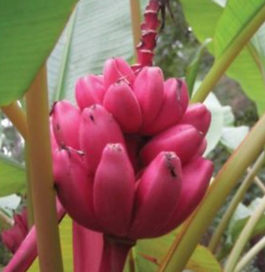 กล้วยรุ่งอรุณ / กล้วยดอกบัวอัสสัม (Musa Velutina) / 5 เม็ด (Italy)
