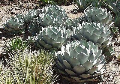 อะกาเว่ (Agave Parryi) / 10 เม็ด (UK)