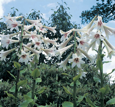 ลิลี่หิมาลายัน ดอกใหญ่ (Giant Himalayan Lily) / 10 เม็ด (Portugal) *