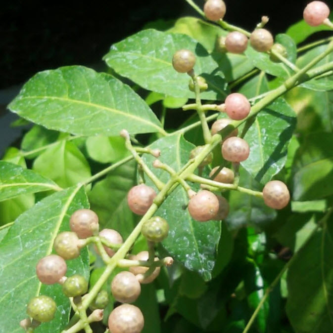 ต้นโปร่งฟ้า หรือส่องฟ้า กระถาง สูง 30-50 ซ.ม. / ต้น