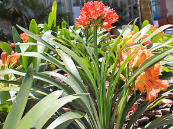 คลิเวีย (Clivia) ส้ม / 5 เม็ด (Portugal)