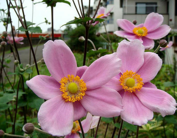 แอนนีโมนี (Anemone) สีชมพู / 5 เม็ด (France)