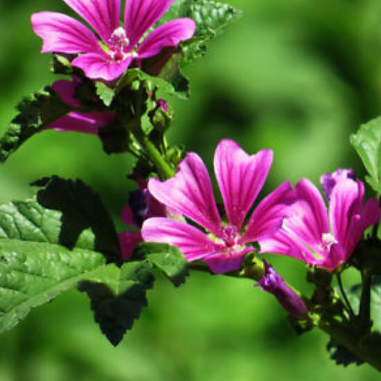 มาโลปชมพู (Pink Malope) / ซอง 30 เม็ด (A133)