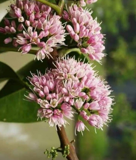 ต้นเจ้าหญิงสีชมพู เจ้าสาวสีชมพู (Pink euodia) กระถาง 10 นิ้ว สูง 50-80 ซ.ม.