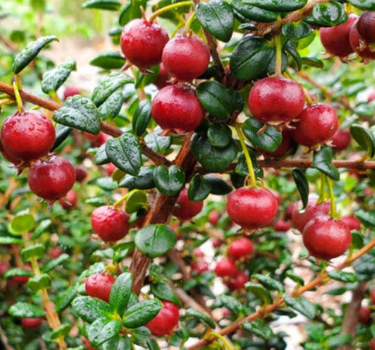 ชิเลียน กาวา (Chilean Guava) / 10 เม็ด (Portugal) *