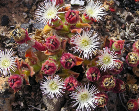 คอมม่อน ไอซ์แพลนท์ (Common Iceplant) / 100 เม็ด (France)