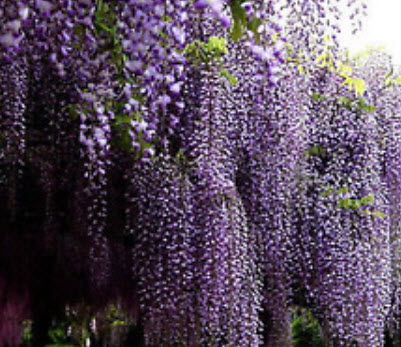 วิสทีเรีย (Wisteria) สีม่วง / 10 เม็ด (China)