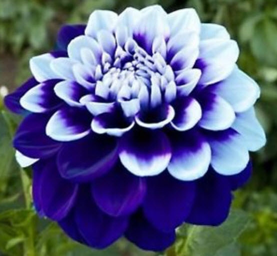 ดาห์เลีย หรือรักเร่ (dahlia) สีม่วง / 50 เม็ด