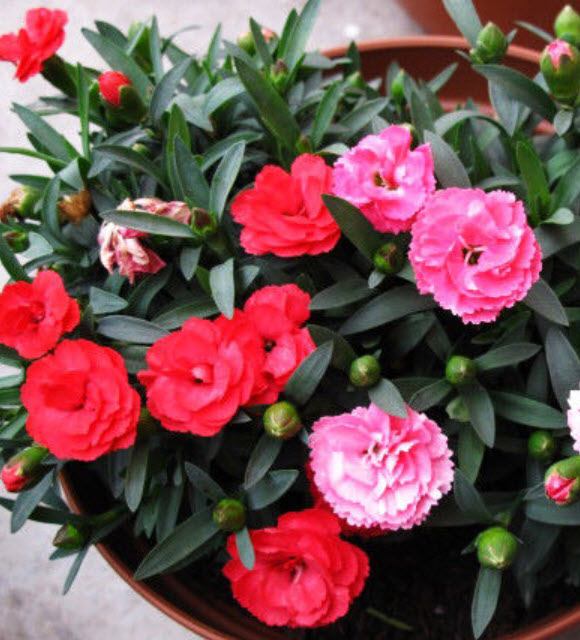 คาร์เนชั่นแดง-ชมพู (Red Carnation) / ซอง 30 เม็ด (A003)