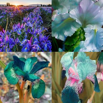 ฟาแลนน็อปซิส คละ / 50 เม็ด