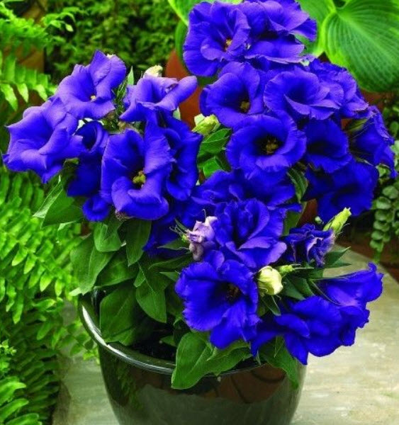 ไลซิแอนธัส - โลโกร (Lisianthus - Logro Series) สีน้ำเงิน / 10 เม็ด (USA)