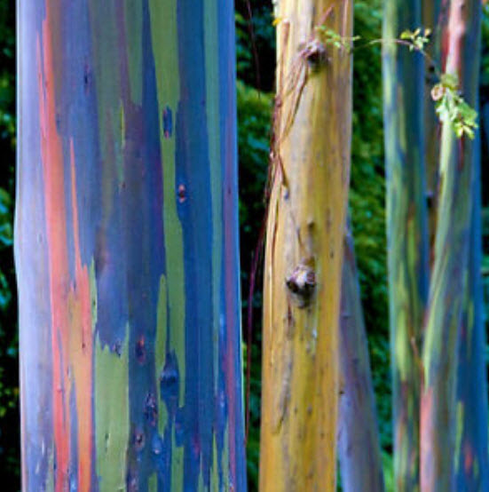 ยูคาลิปตัส แฟนซีฮาวาย (Hawaii Rainbow Eucalyptus) / 25 เม็ด (นอก)