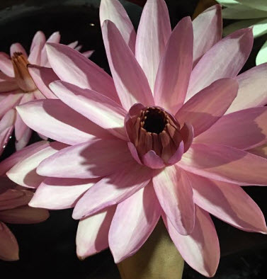 บัวสายต่างประเทศ (Night Blooming Water Lily) ขาวแกมชมพู / ซอง