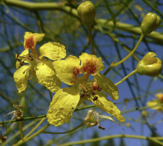 รัตมา หรือรัตตมา (Jerusalem thorn / Parkinsonia Aculeata) / 10 เม็ด (Italy/Portugal)*