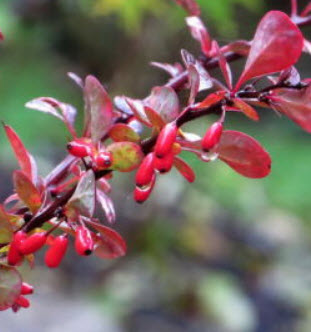บาเบอรี่แดง (Red Barberry) บอนไซ / 60 เม็ด (UK)