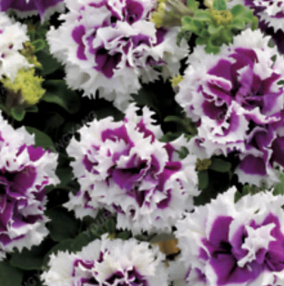 พิทูเนียซ้อน (Petunia) คละ / 100 เม็ด