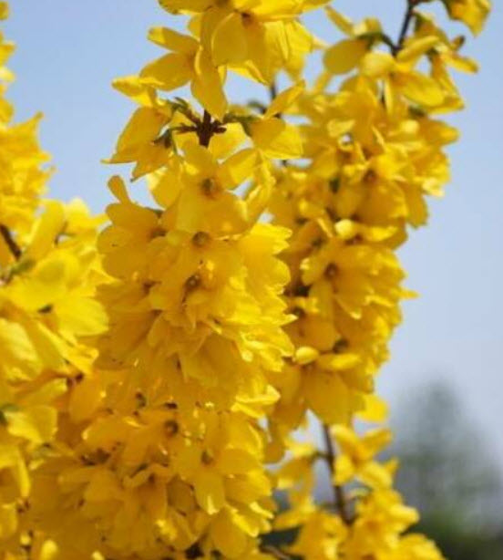 เหลี่ยงเคี้ยว หรือเหลี่ยนเชี่่ยว (Weeping Forsythia) 20 เม็ด / ซอง (E010)