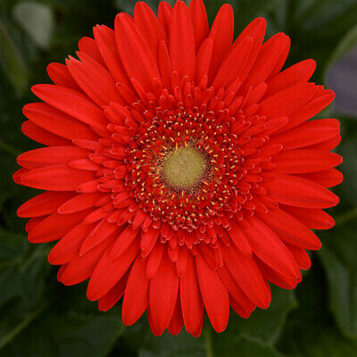 เยอบีร่า (Gerbera) สีแดง / 100 เม็ด