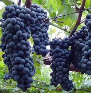 ต้นองุ่น แบล๊คโอปอล (Black Opal) / ต้น