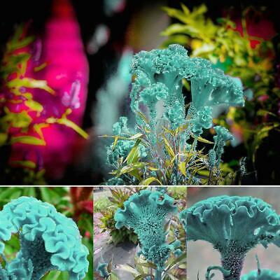 หงอนไก่ สีฟ้า (Blue Cockscomb) / 50 เม็ด (นอก)