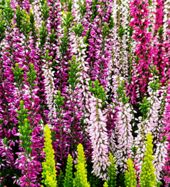 คัลลูน่า หรือเฮเธอร์ (Calluna vulgaris / Heather) คละสี / 500 เม็ด (Spain)