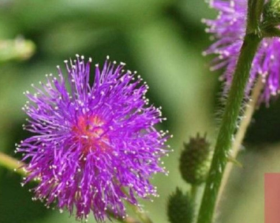 ไมยราบ (Sleeping plant) คละสี / 30 เม็ด (นอก)