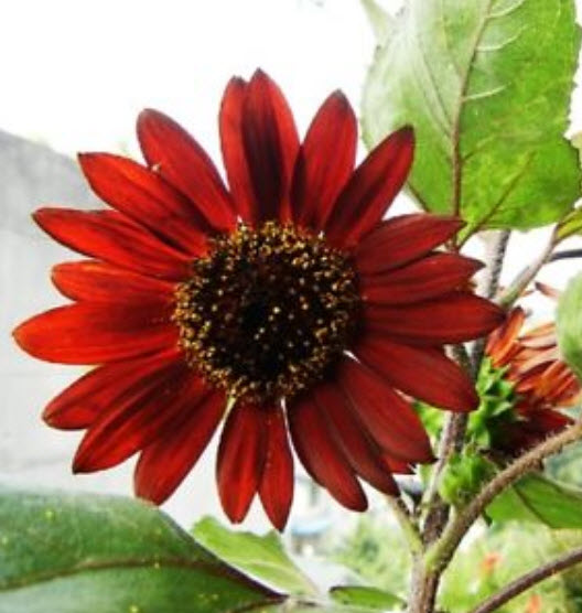 ทานตะวันแดง (Sunflower) / ซอง 15 เม็ด (A108)