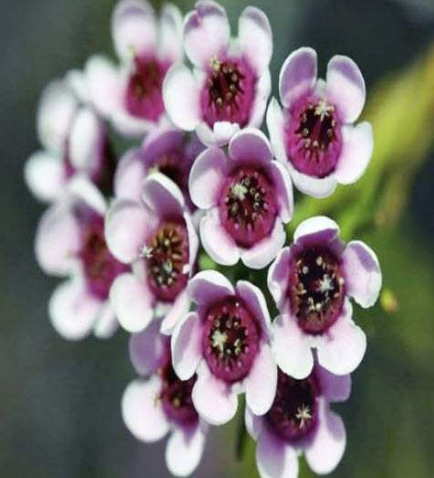 เฟเธอร์ ฟลาวเวอร์ (Feather Flower) / 15 เม็ด (Australia)