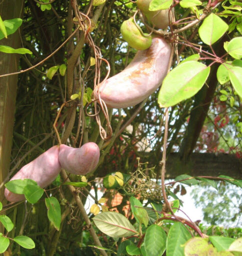 ต้น อะเคบิ Akebi ผลไม้สไตล์ญี่ปุ่น ไม้เถาเลื้อย ปลูกง่าย โตไว