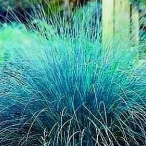 หญ้า บลูเลิฟ (Blue Love Grass) / 100 เม็ด (USA)