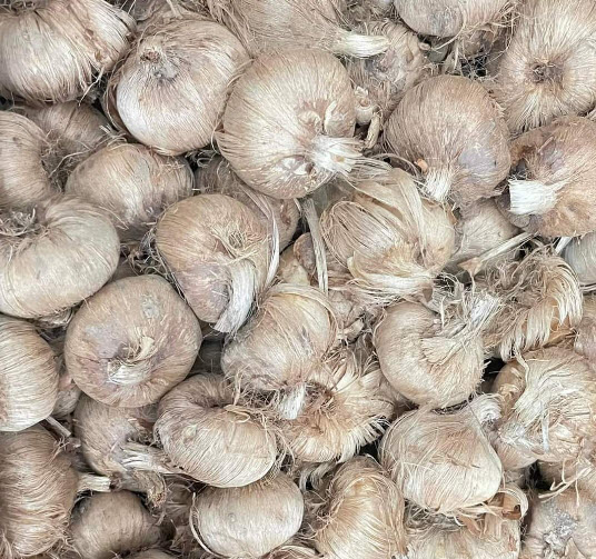 หัวหญ้าฝรั่น (Saffron Crocus) พืชสมุนไพร ของแท้ จากต่างประเทศ / หัว