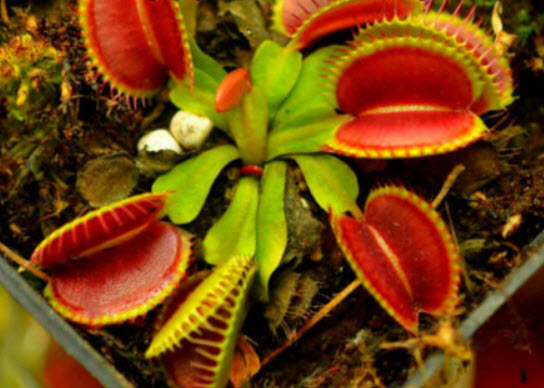 กาบหอยแครง (Venus Flytrap) / 10 เม็ด (UK)