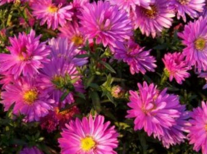 แอสเตอร์จีน - พิน็อคชิโอ (China Aster - Pinocchio) / 450 เม็ด (UK)