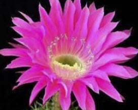 แคคตัส (Cactus & Crass) คละ / 100 เม็ด (Spain)