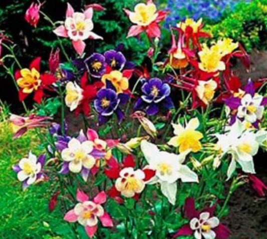 โคลัมบายน์ (Columbine - Mrs Scott Elliott) คละ / 450 เม็ด (UK)