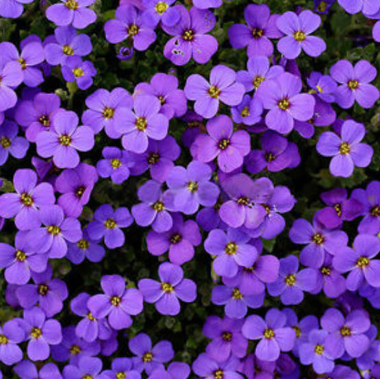 ร็อคคริส หรือเออเบอเทีย (Rock Cress / Aubretia) สีม่วง / 200 เม็ด (China)