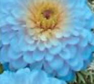 บานชื่น (Zinnia Elegant) คละสี / ชุดใหญ่ 8 สี(ซอง) (Ukraine)
