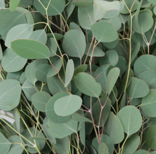 ยูคาลิปตัส ซิลเวอร์ ดอลลาร์ (Euca Silver Dollar) / 25 เม็ด (USA)*