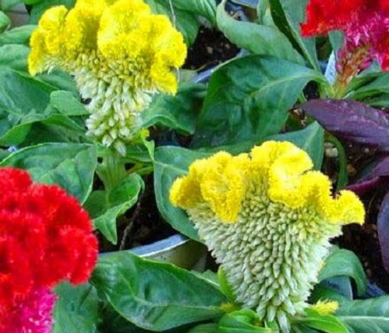 หงอนไก่ (Cockscomb) คละสี เตี้ย / 600 เม็ด (UK)*