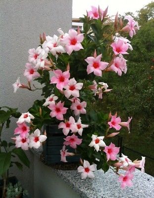 บานบุรีชมพู ต้นเตี้ย / 50 เม็ด