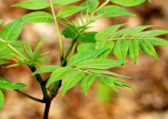 ชวนหวงป้อ หรือ อึ่งแปะ (Amur Cork) / 10 เม็ด (Russia)