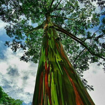 ยูคาลิปตัสแฟนซีฮาวาย (Hawaii Rainbow Eucalyptus) / 50 เม็ด