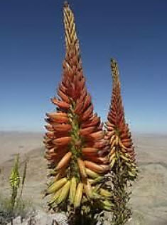 ว่านหางจระเข้ (Gariep River Aloe) สีส้ม / 10 เม็ด (Portugal)*